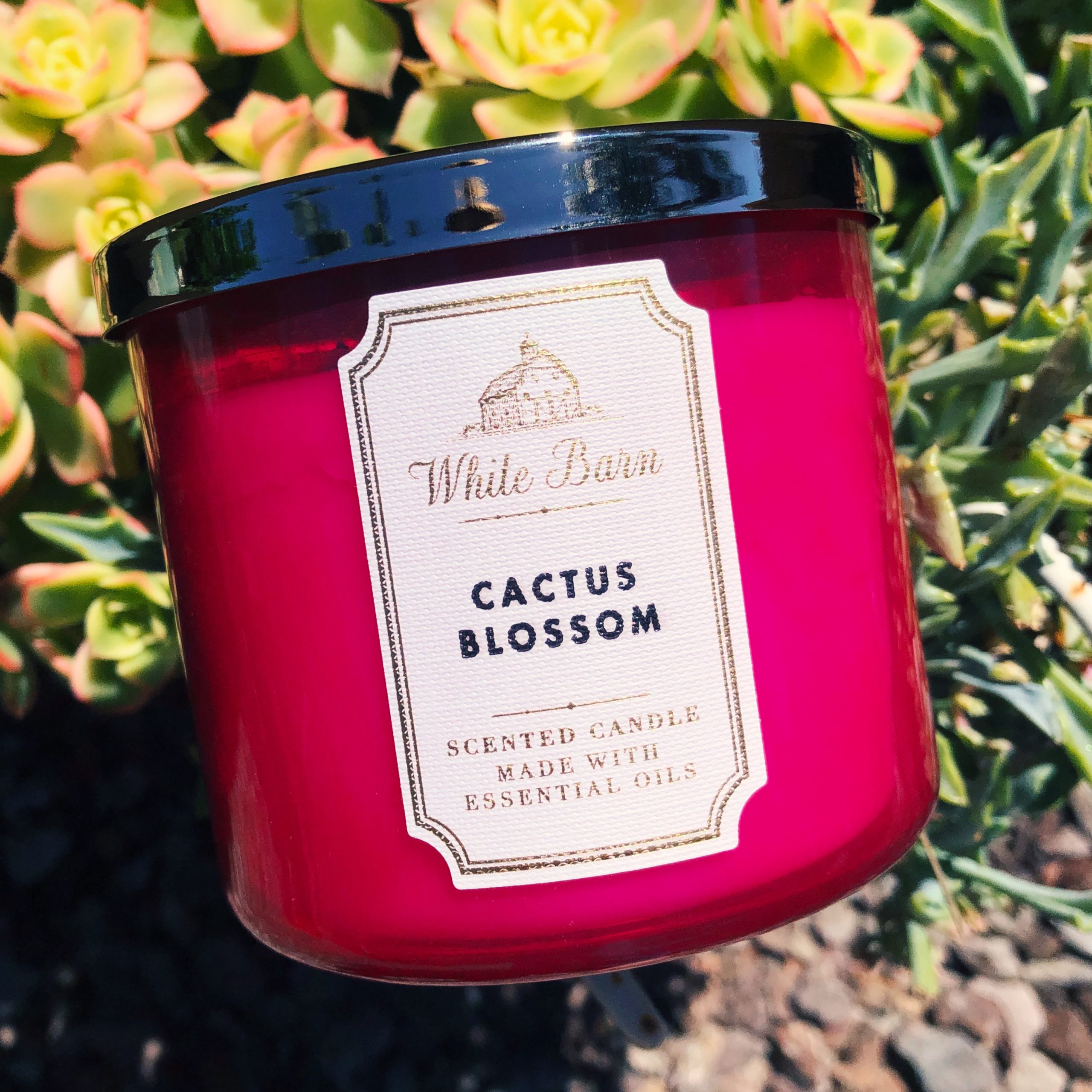 Cactus Blossom by Bath & Body Works
